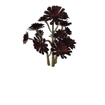 Flower_Aeonium Black Rose 5 2